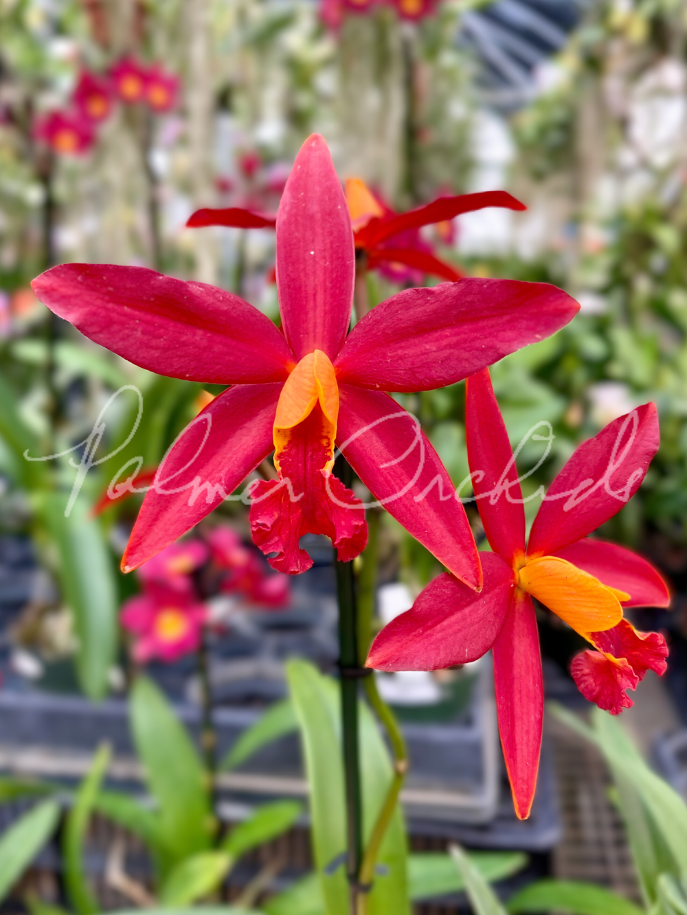 C. Koolau Seagulls — Palmer Orchids